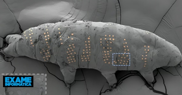Investigadores tatuam microscópicos tardígrados