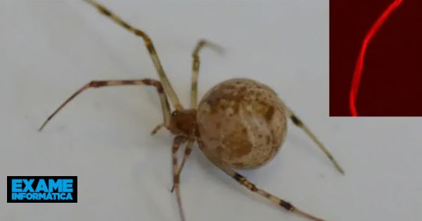 Aranha geneticamente modificada produz teias vermelhas