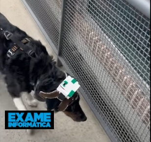 Colete com feedback háptico ajuda cão cego a ‘ver’