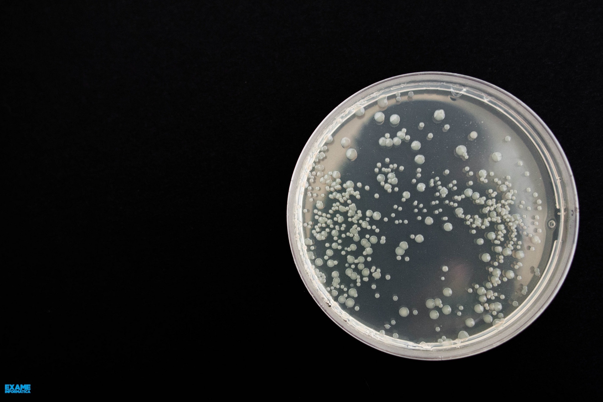 Revestimento à base de proteína das moscas repele 100% das bactérias