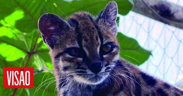 Foi identificada uma nova espécie de felino e isto é só o início
