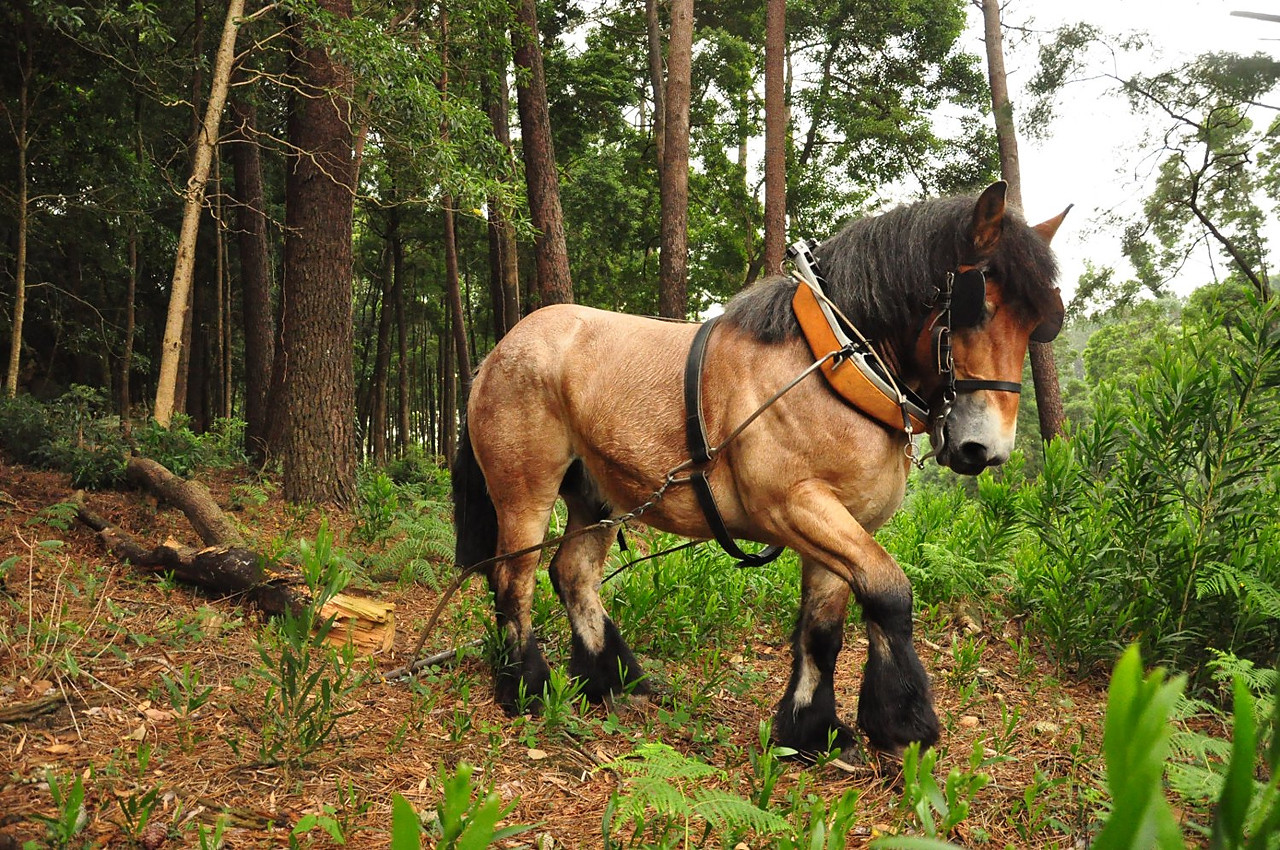 Natureza Cavalos em Sintra.jpg