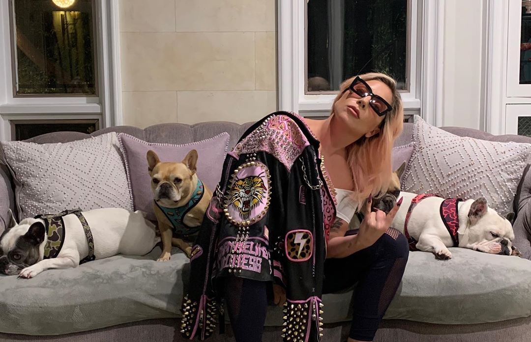 Lady Gaga apresenta novo cão da raça Bulldog Francês