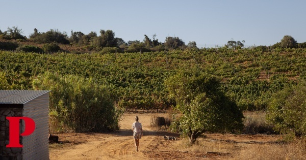Dialog Tinto 2018 considerado o melhor vinho do ano do Algarve