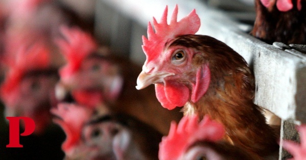 OMS confirma primeira morte por variante H5N2 da gripe aviária