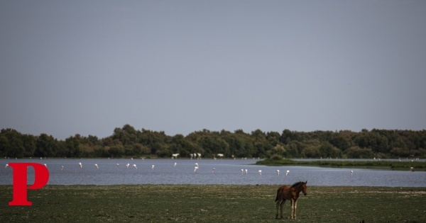 Aves aquáticas estão a abandonar Doñana: números revelam pior ano desde que há registos