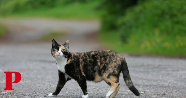 Funcionários encontram 16 gatos mortos “com extrema violência” em canil de Vila Franca de Xira