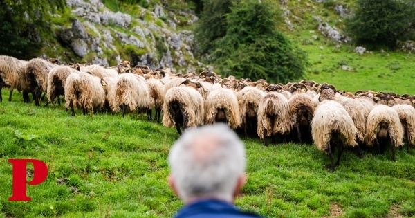 O queijo Gamonéu vem do “paraíso natural” dos Picos da Europa