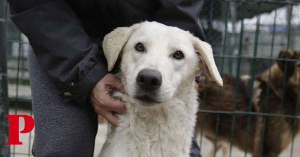 Sem medidas no OE para o bem-estar animal, associações respondem com petição