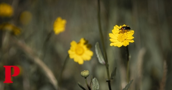 Insectos não estarão a salvo nas novas regras da UE para pesticidas, dizem ambientalistas